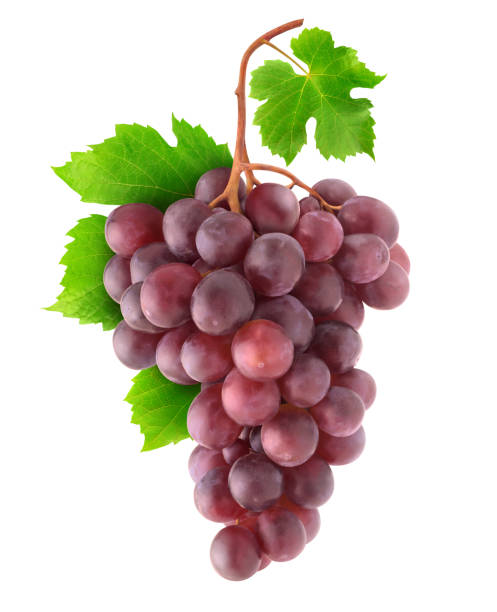 istock Isolated red grapes on a branch 1186925475