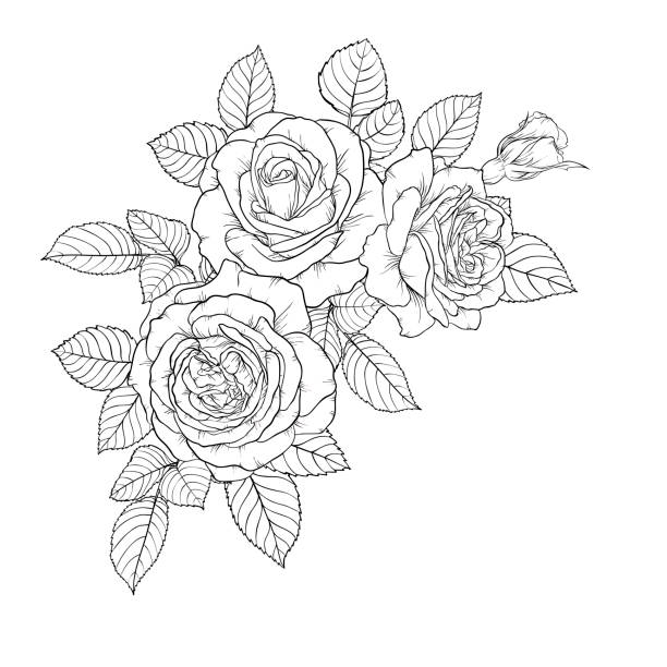 kuvapankkikuvitukset aiheesta kaunis mustavalkoinen kimppu ruusu ja lehdet. kukka-asetelma eristetty taustalla. suunnittelu tervehdyskortti ja kutsu häät, syntymäpäivä, ystävänpäivä, äitienpäivä, loma - rose flower