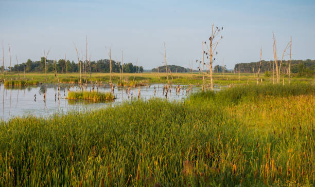 Tall grass in swamp