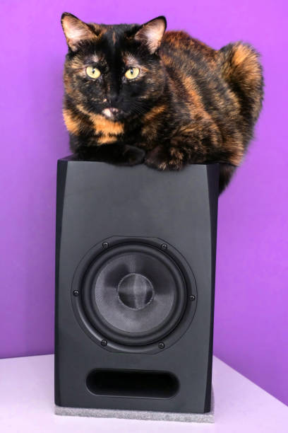schwarze katze liegt auf audio-lautsprecher ngegenüber der lila wand - domestic cat audio stock-fotos und bilder