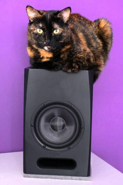 黒猫は紫色の壁の向かいのオーディオスピーカーに横たわっている - home  audio ストックフォトと画像