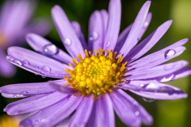 istock Purple chrysanthemum flower after rain 1186928191