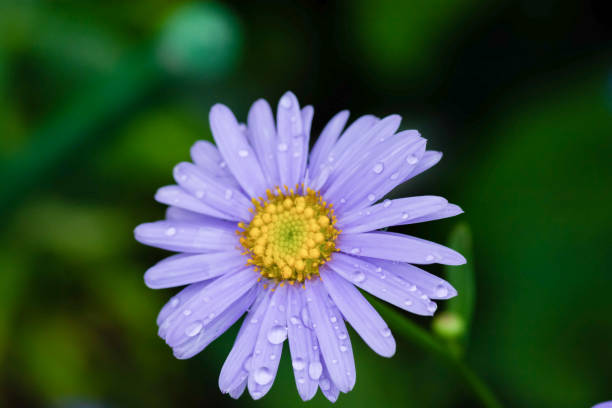 istock Purple chrysanthemum flower after rain 1186928262