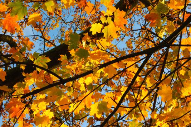 istock Colourful Autumn Leaves. 1186928268