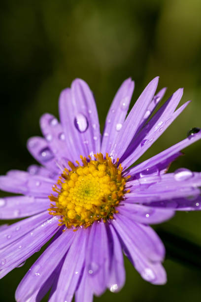 istock Purple chrysanthemum flower after rain 1186928333