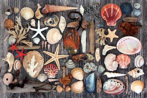 istock Driftwood Seashell and Seaweed Abstract 1186929735