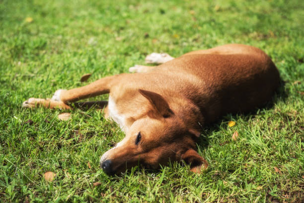 istock dog lying on grass meadow 1186930474