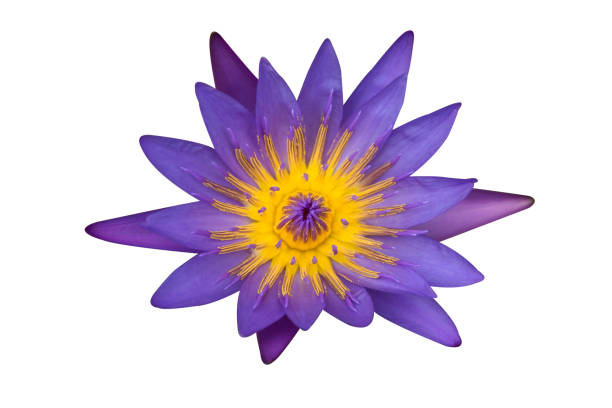istock Violet lotus flower isolated on white background with clipping path 1186932913