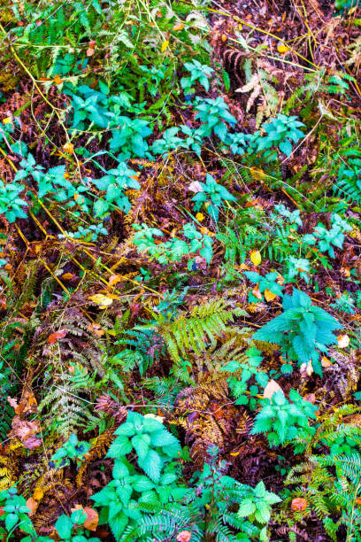 A background of autumn leaves and foliage