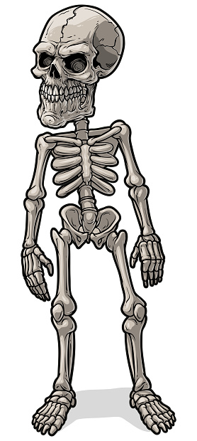 Cartoon Realistic Scary Human Skeleton With Skull Stock Illustration -  Download Image Now - Anatomy, Anger, Black Color - iStock