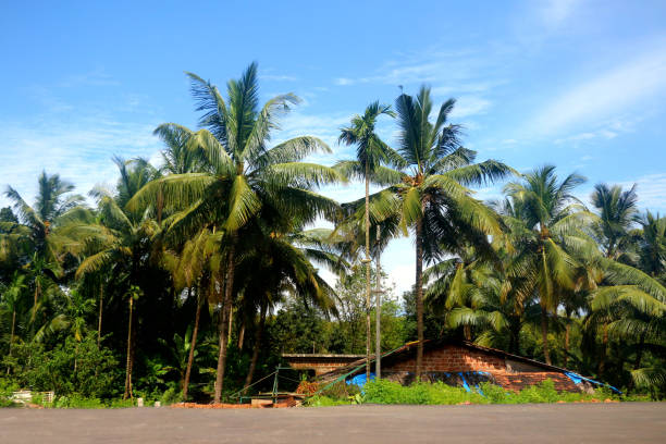istock Coconut trees along the road in south india 1186934592