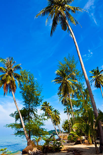 istock Coconut palms on tropic coast 118693571