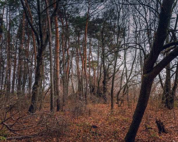 istock Fading nature in autumn plants 1186935767