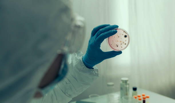 scientifique examinant le virus dans le plat de petri dans un laboratoire - petri dish medical research bacterium contagion photos et images de collection