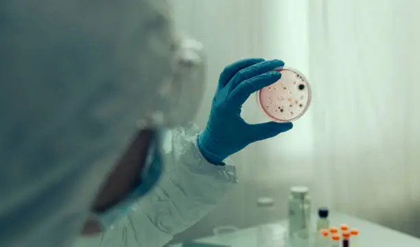 Photo of Scientist examining virus in petri dish in a laboratory