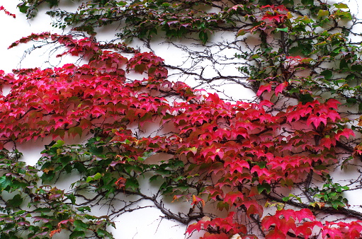 white wall covered with autumn red and green Boston ivy leaves