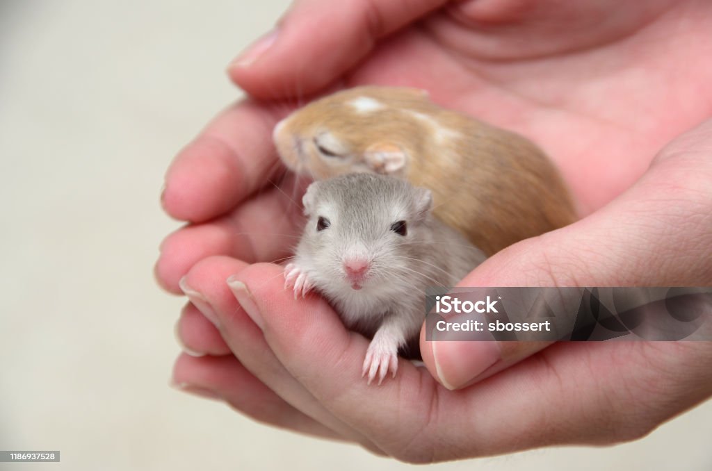 Two Baby Gerbils Held Gently Cupped Hands Two baby gerbils, one tan and one gray, sit in gently cupped hands. Gerbil Stock Photo