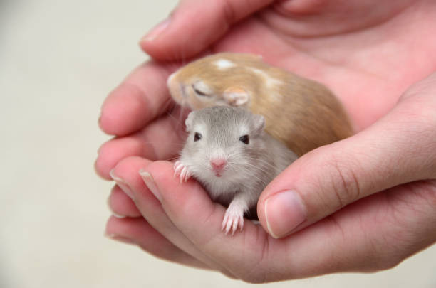 Two Baby Gerbils Held Gently Cupped Hands Two baby gerbils, one tan and one gray, sit in gently cupped hands. gerbil stock pictures, royalty-free photos & images