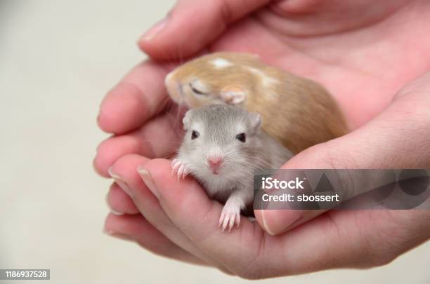 Two Baby Gerbils Held Gently Cupped Hands Stock Photo - Download Image Now - Gerbil, Pets, Animal