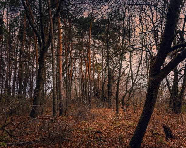 istock Fading nature in autumn plants 1186937838