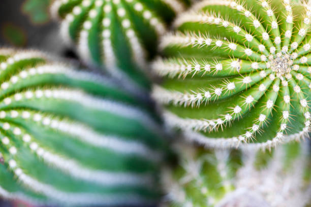 Cactus macro image, selective focus. stock photo