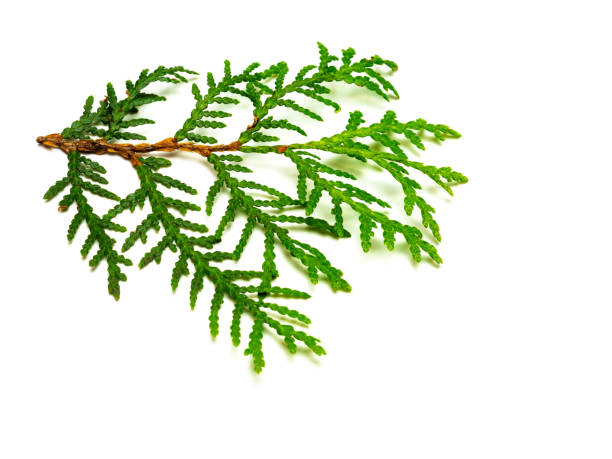 istock Lilac trees cypress branch isolated 1186940993