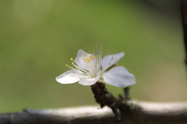 istock october 24, 2019 peach tree flower blooming in the autumn 1186941020
