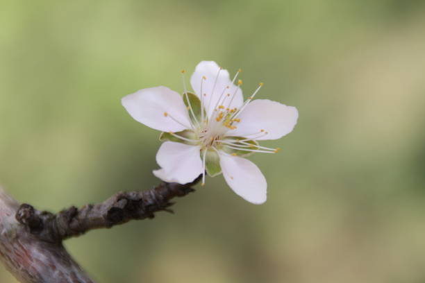 istock october 24, 2019 peach tree flower blooming in the autumn 1186941030