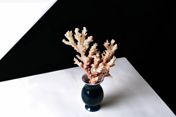rama de coral en un jarrón antiguo sobre un fondo blanco y negro - science antique fossil textured fotografías e imágenes de stock