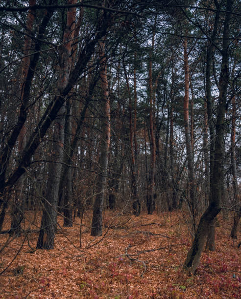 istock Fading nature in autumn plants 1186941391
