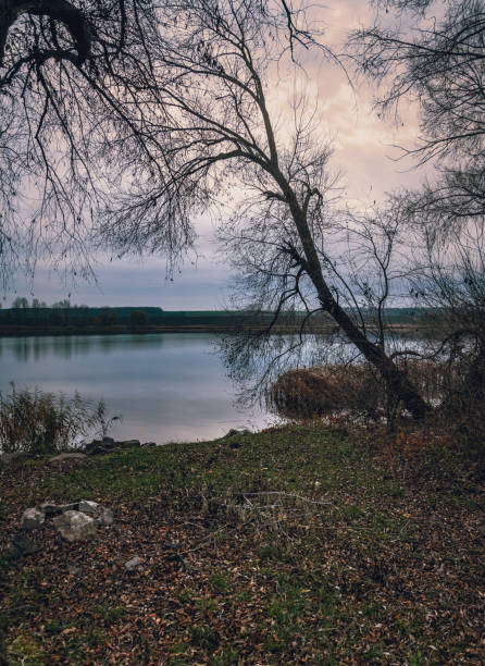 istock Fading nature in autumn plants 1186942108