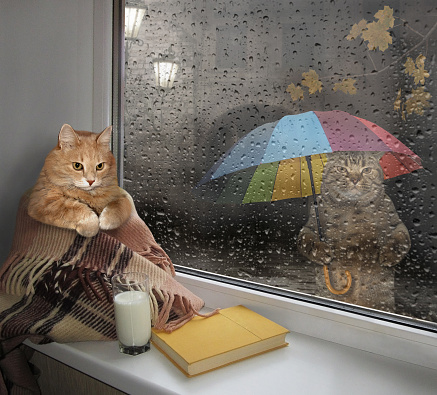 The cat covered with a blanket sits on the windowsill at home. Next to him is a glass of milk and a book. Fall is on the street.