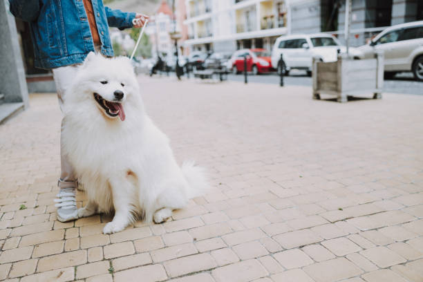 istock Cute well groomed pet posing for camera outside 1186942784