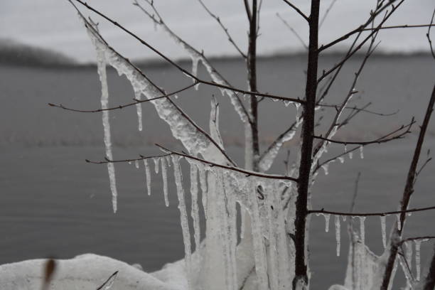 istock Frozen Branches of November 1186943877