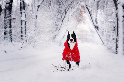 American Staffordshire terrier in red jacket in beautiful snowy winter forest. Walking with dogs in winter. Dog clothing
