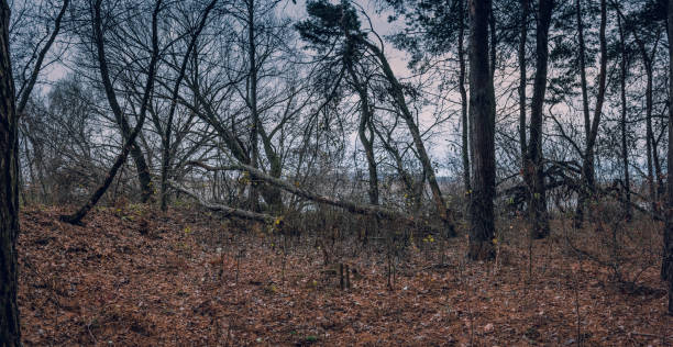 istock Fading nature in autumn plants 1186944376