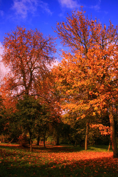 Forest path with trees with orange and yellow leaves. Blue sky with the sun shining.