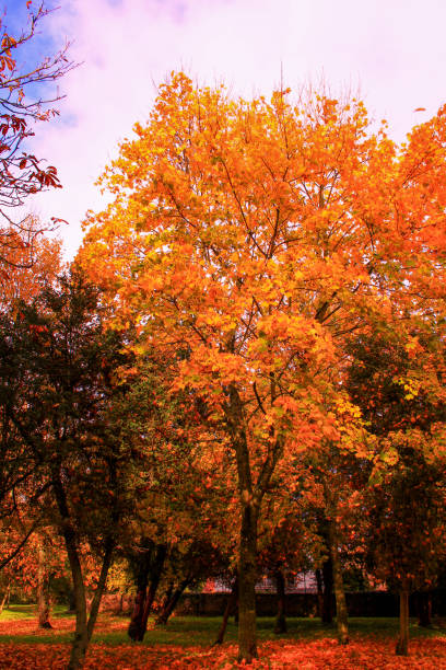 istock Nice autumn landscape in the countryside. 1186945558
