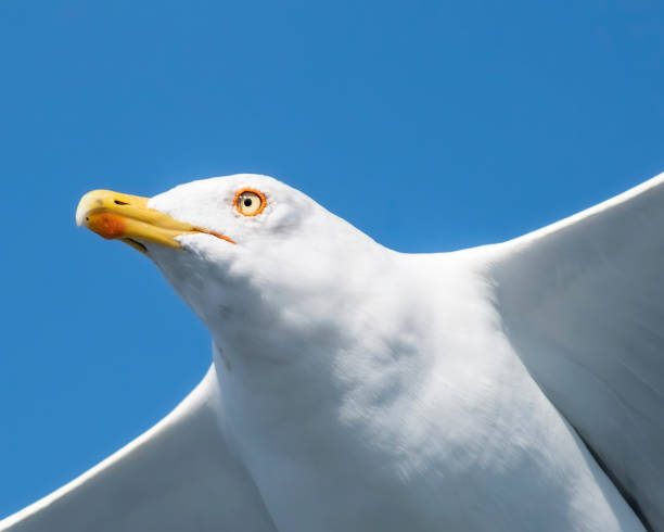 istock Birds of Albatross 1186945604