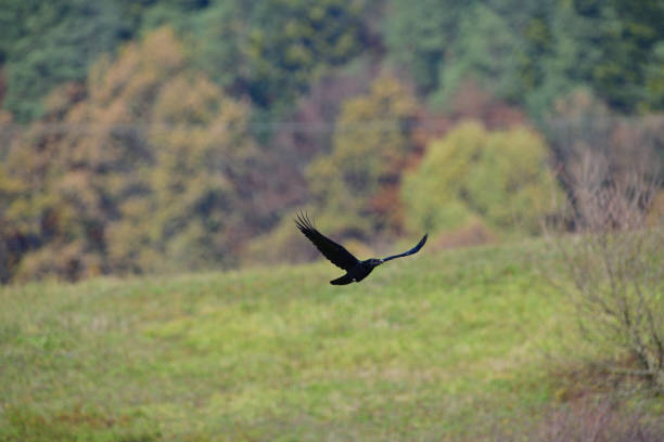 Common black Raven flies over  the woods and meadow