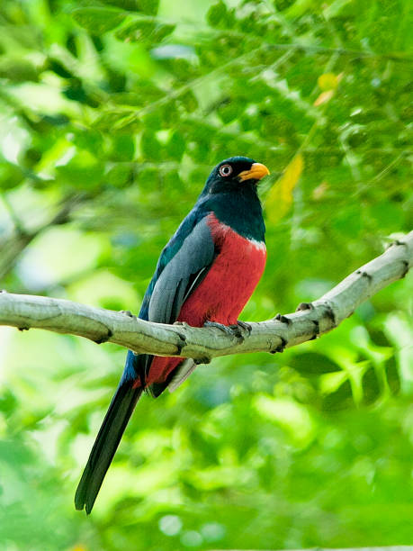 istock An Ecuadorian Trogon (Trogon mesurus) perches on a branch 1186945639