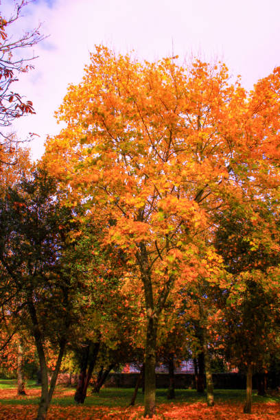 istock Nice autumn landscape in the countryside. 1186945657