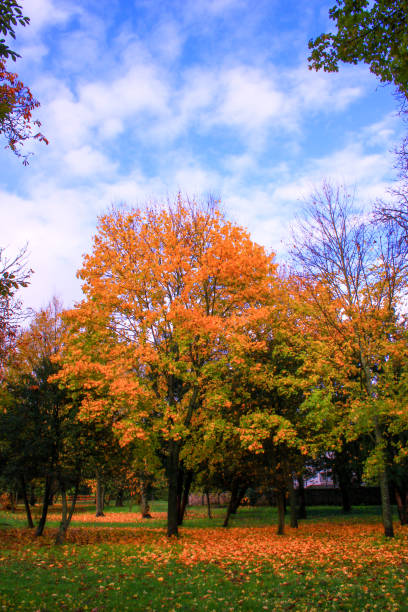 istock Nice autumn landscape in the countryside. 1186945671