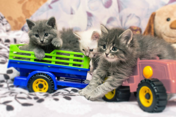 istock Cute gray kittens play with a toy car 1186947120