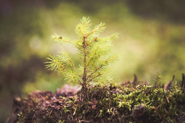 istock Fir tree sprout. New life concept 1186947369