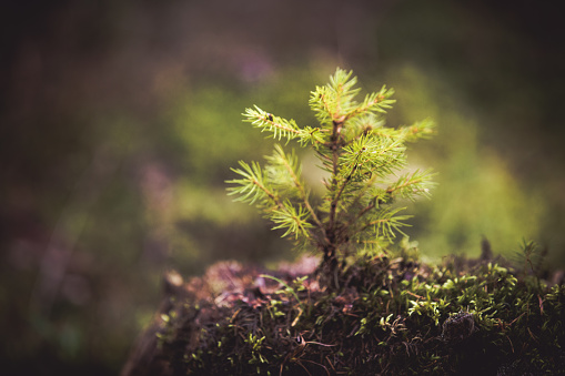 Fir tree sprout. New life concept