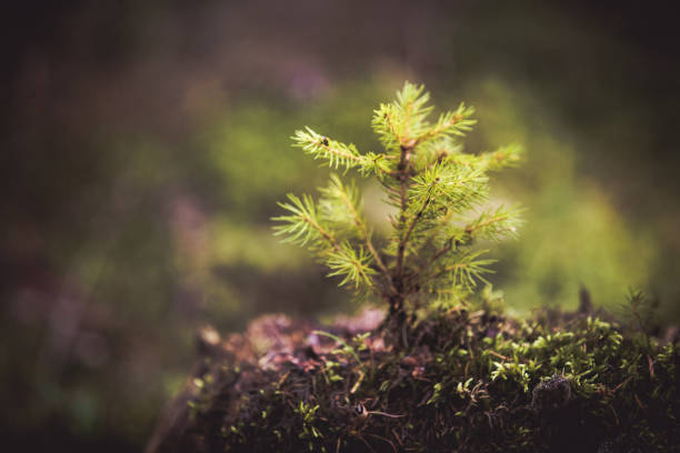 fir tree sprout. new life concept - fir tree coniferous tree needle tree imagens e fotografias de stock