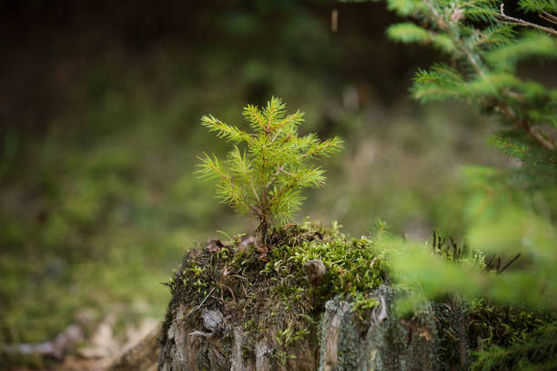 Fir tree sprout. New life concept