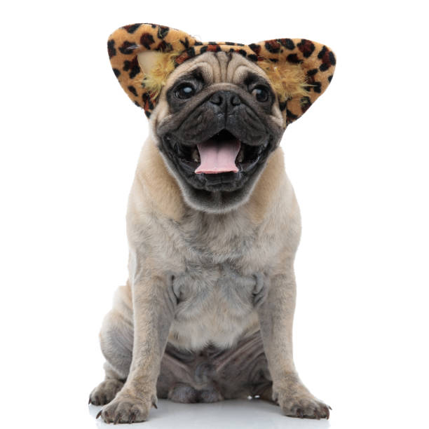istock happy pug wearing leopard headband and panting 1186948231