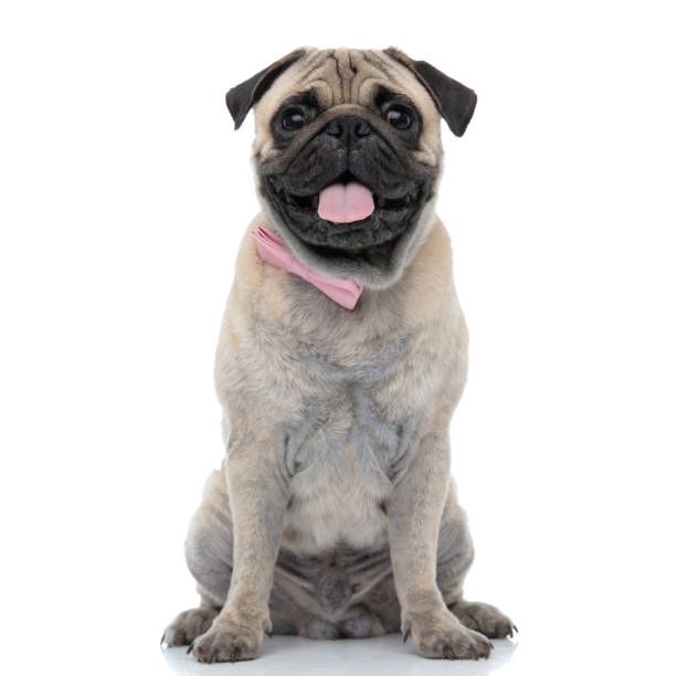 istock happy pug wearing pink bowtie and panting 1186948262
